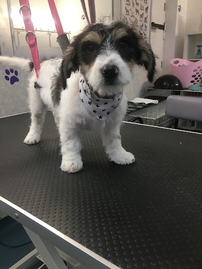 Photo associated with Poochies Dog Grooming Cardiff