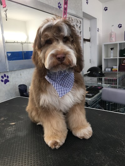 Photo associated with Poochies Dog Grooming Cardiff