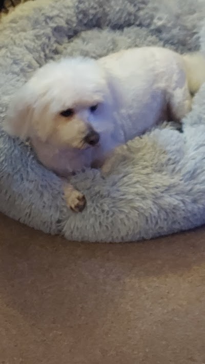 Photo associated with Blue Dog Mobile Grooming