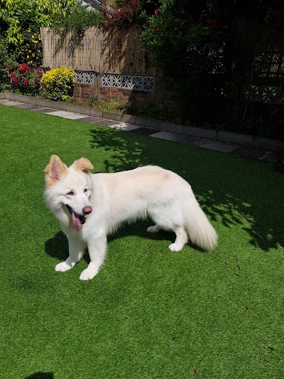 Photo associated with Blue Dog Mobile Grooming