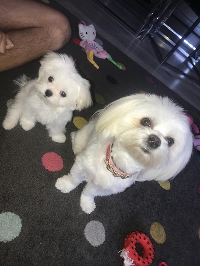 Photo associated with Blue Dog Mobile Grooming