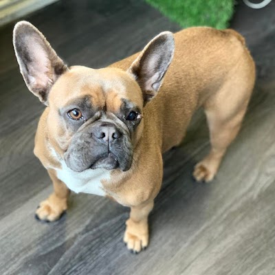 Photo associated with C&G Groom Room Dog grooming