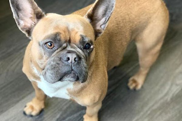 Photo associated with C&G Groom Room Dog grooming