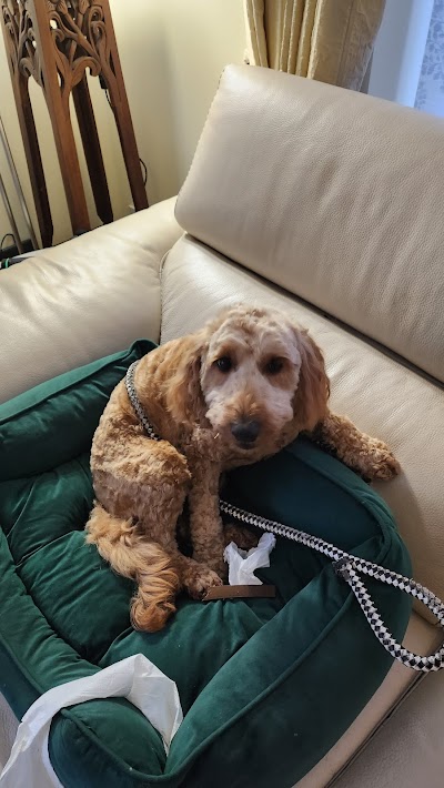 Photo associated with C&G Groom Room Dog grooming