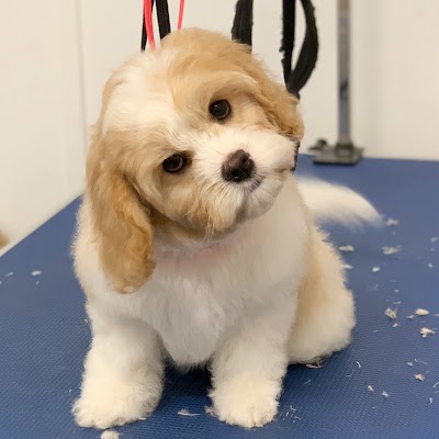 Photo associated with C&G Groom Room Dog grooming
