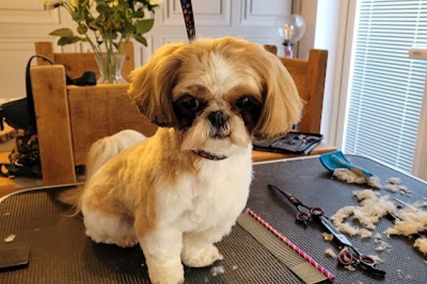 Photo associated with Grooming Lovely Mobile Grooming