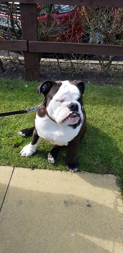 Photo associated with Top Dog Grooming