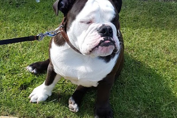 Photo associated with Top Dog Grooming