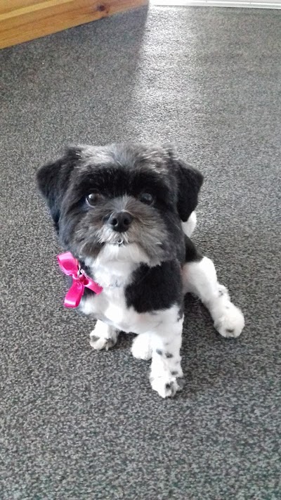 Photo associated with Top Dog Grooming