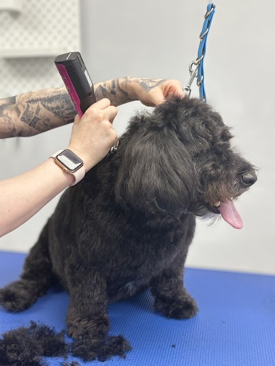 Photo associated with Canine Co. Dog Groomers & Training Academy