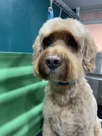 Photo associated with The Hound Dog Grooming Spa