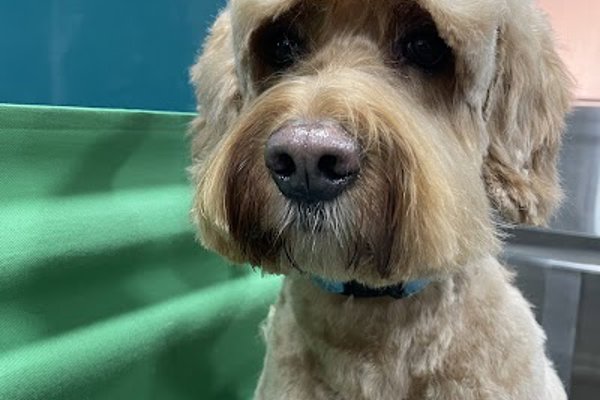 Photo associated with The Hound Dog Grooming Spa
