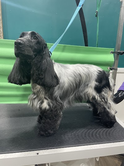 Photo associated with The Hound Dog Grooming Spa