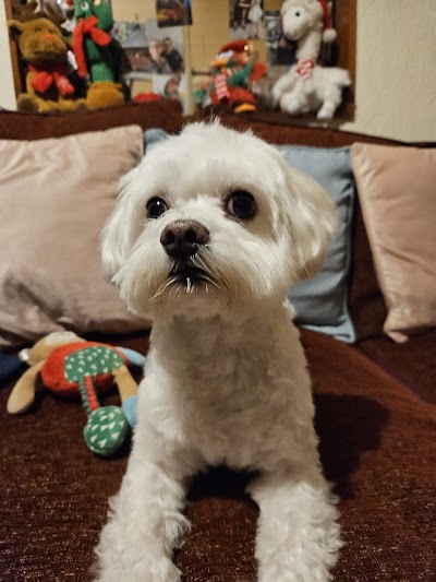 Photo associated with Clipaway Dog Groomers