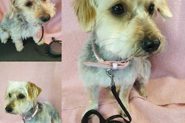 Photo associated with Clipaway Dog Groomers