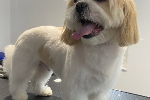 Photo associated with Dog Grooming on The Farm