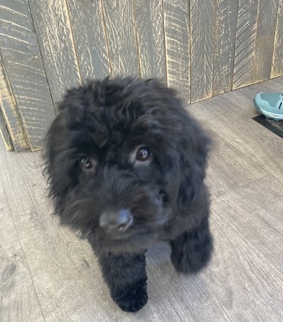 Photo associated with Dog Grooming on The Farm