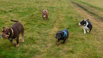 Photo associated with Dogaholics Pet Services