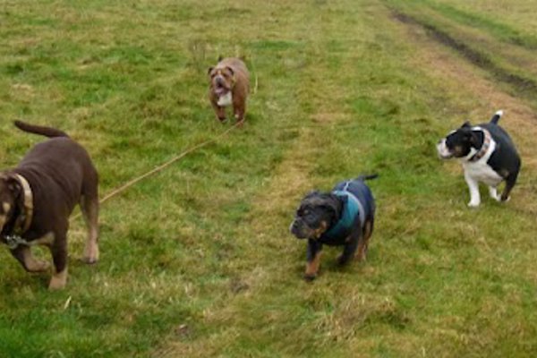 Photo associated with Dogaholics Pet Services