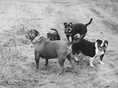 Photo associated with Dogaholics Pet Services
