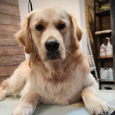 Photo associated with Creed's Dog Grooming