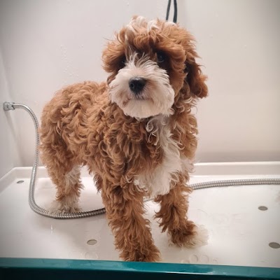 Photo associated with Creed's Dog Grooming