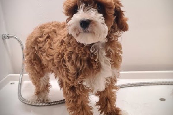 Photo associated with Creed's Dog Grooming