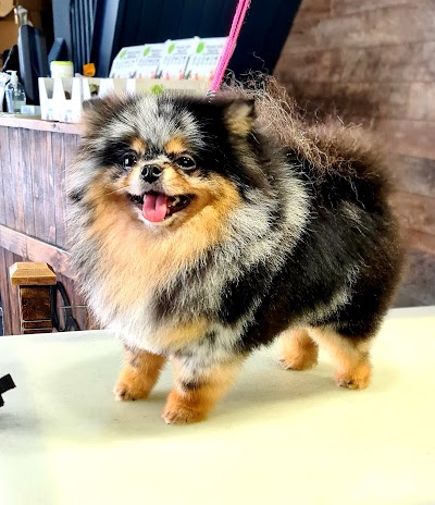 Photo associated with Creed's Dog Grooming
