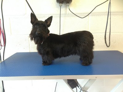 Photo associated with Bow-Wows Grooming