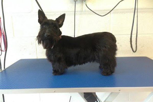 Photo associated with Bow-Wows Grooming