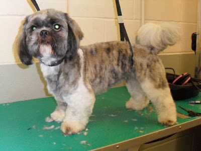 Photo associated with Bow-Wows Grooming