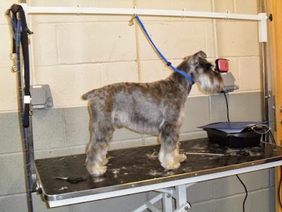 Photo associated with Bow-Wows Grooming