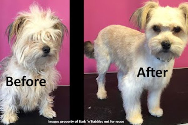 Photo associated with Bark 'n' Bubbles Professional Dog Grooming and Spa