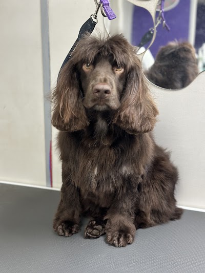 Photo associated with Bark 'n' Bubbles Professional Dog Grooming and Spa