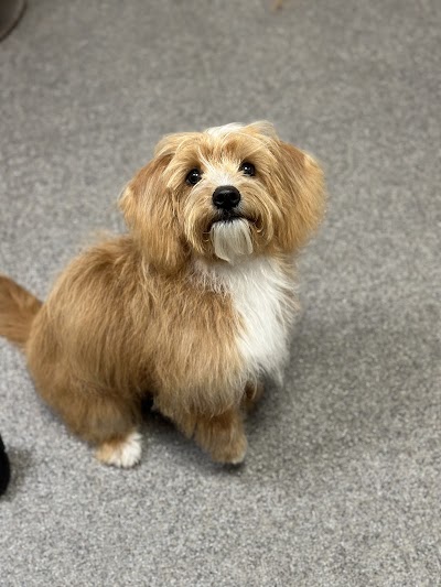 Photo associated with Bark 'n' Bubbles Professional Dog Grooming and Spa