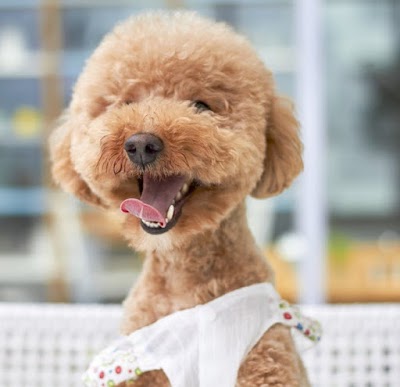 Photo associated with Langford Dog Groomers