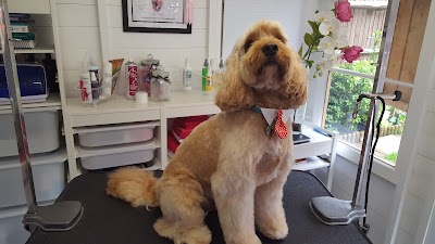 Photo associated with Shaggy to Chic Pet Grooming Service