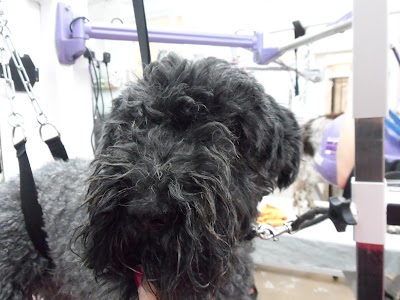 Photo associated with Shaggy to Chic Pet Grooming Service