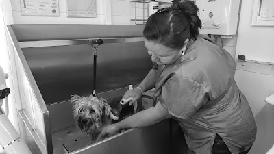 Photo associated with Shaggy to Chic Pet Grooming Service