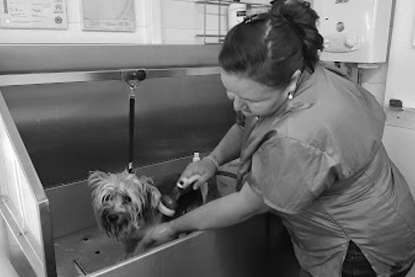 Photo associated with Shaggy to Chic Pet Grooming Service