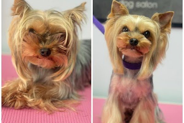 Photo associated with Groomers Avenue Wollaton