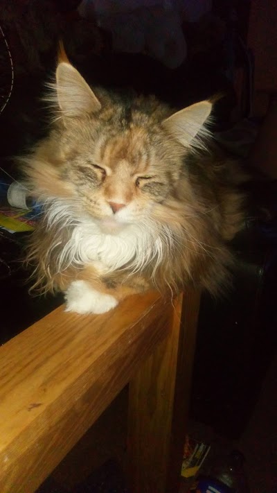 Photo associated with The Grooming Room