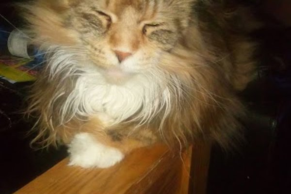 Photo associated with The Grooming Room