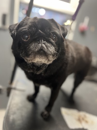 Photo associated with Scruffy Woofie Dog Grooming Salon