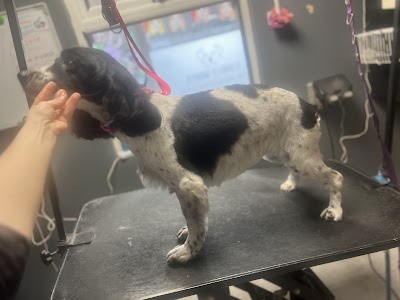 Photo associated with Scruffy Woofie Dog Grooming Salon