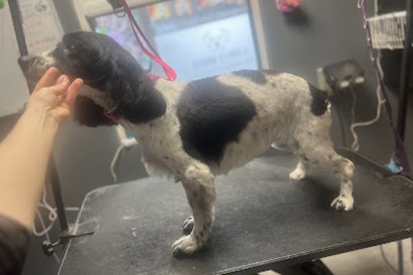 Photo associated with Scruffy Woofie Dog Grooming Salon