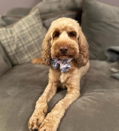 Photo associated with Scruffy Woofie Dog Grooming Salon
