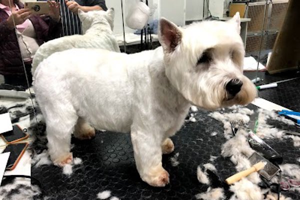 Photo associated with The Clip Joint Dog and Cat Grooming Centre