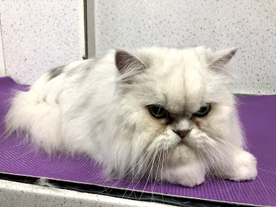 Photo associated with The Clip Joint Dog and Cat Grooming Centre