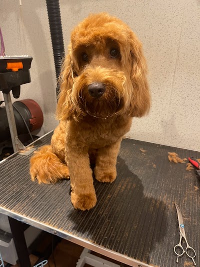 Photo associated with The Clip Joint Dog and Cat Grooming Centre